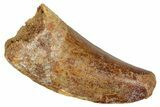 Serrated Carcharodontosaurus Tooth - Feeding Worn Tip #341119-1